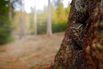 Little Owl, Athene noctua, in the nesting tree hole in the forest, central Europe. Portrait of small bird in the nature habitat, Czech Republic. Wildlife scene from dark forest.