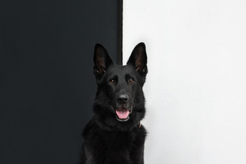 Pies, czarny owczarek niemiecki, na tle biało-czarnym, portret