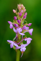 Gymnadenia conopsea,Common Fragrant Orchid, pink flowering European terrestrial wild orchid in nature habitat with green background, Czech Republic, Europe. Bloom plant in the meadow habitat.