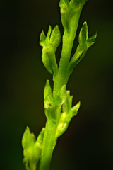 Hammarbya paludosa, Bog Orchid, flowering European terrestrial wild orchid in nature habitat with green background, Czech Republic, Europe. Bloom plant in the meadow habitat.