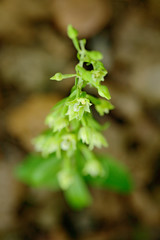 Epipactis greuteri, flowering European terrestrial wild orchid in nature habitat with green background, Czech Republic, Europe. Bloom plant in the meadow habitat.