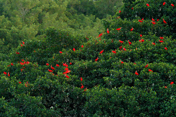 Fototapety  Ibis szkarłatny, Eudocimus ruber, egzotyczny czerwony ptak, siedlisko przyrodnicze, kolonia ptaków siedzących na drzewie, Bagno Caroni, Trynidad i Tobago, Karaiby. Stado ibisów, dzika przyroda.