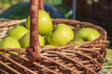 Green apples in a wicker basket at the fair