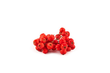 Fresh red rowan isolated