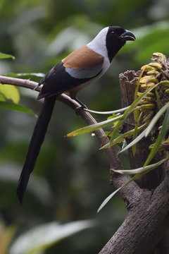 Collared Treepie bird