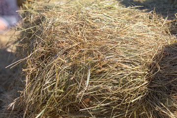 Fresh hay from the field hay in nature
