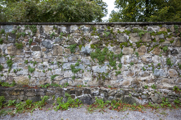 stone wall with vines