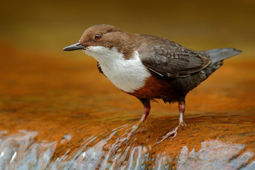 White-throated Dipper, Cinclus cinclus, brown bird with white throat in the river, waterfall in the background, animal behaviour in the nature habitat.