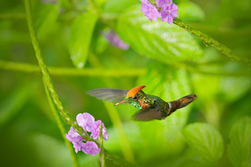 Tufted Coquette, colourful hummingbird with orange crest and collar in the green and violet flower habitat. Bird flying next to pink flower, clear green background, action scene from Trinidad.