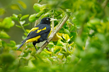 Cacicus cela, Yellow-rumped Cacique, yellow black bird sitting on the tree. Wildlife scene form nature, Trinidad and Tobago.