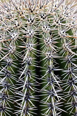 Naklejka na ściany i meble Cactus Cacti in Desert Spines and Thorns