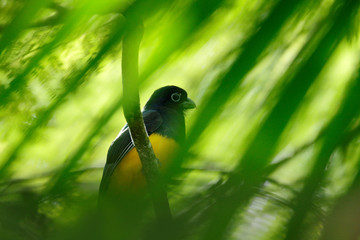 Guianan Trogon, Trogon violaceus, yellow and dark blue exotic tropical bird sitting on thin branch in the forest, Trinidad. Wildlife scene from the jungle. Bird hiden in the green palm tree.