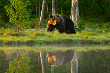 Big brown bear walking around lake in the morning sun. Beautiful light in the forest with dangerous...