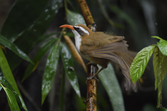 Red-billed Scimtar-babbler bird china