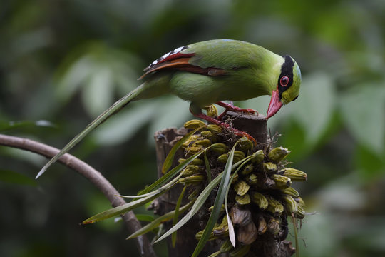 Common Green Magpie feeding