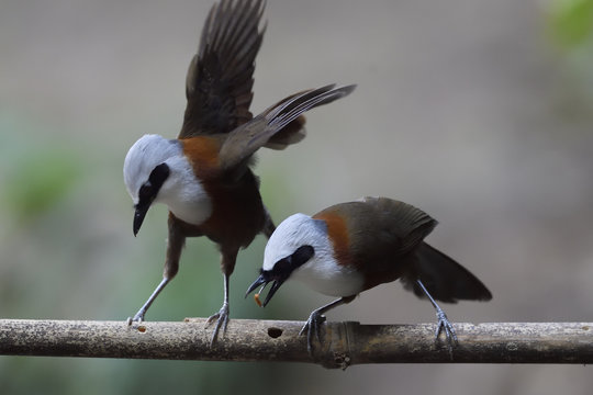 White crested laughingthrush