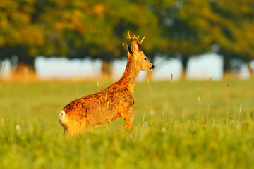 Roe deer jump. Beautiful morning light in the meadow. Roe deer, Capreolus capreolus, walking in the grass. Sunrise with animal in the fields with trees, Germany. Wildlife scene from nature.