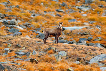 Chamois, Rupicapra rupicapra, on the rocky hill with autumn grass, mountain in Gran PAradiso, Italy. Wildlife scene in nature. Animal with horn in the habitat.