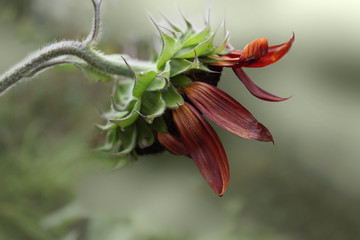 Beautiful red Sunflower blooming in my garden