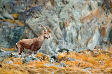 Alpine Ibex, Capra ibex, with autumn orange larch tree in hill background, National Park Gran Paradiso, Italy. Autumn landscape wildlife scene with beautiful animal. 