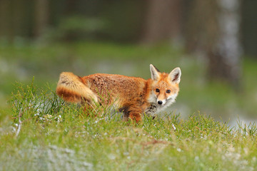 Red Fox jumping , Vulpes vulpes, wildlife scene from Europe. Orange fur coat animal in the nature habitat. Fox on the green forest meadow.