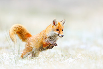 Red Fox jumping, Vulpes vulpes, wildlife scene from Europe. Orange fur coat animal hunting in the...