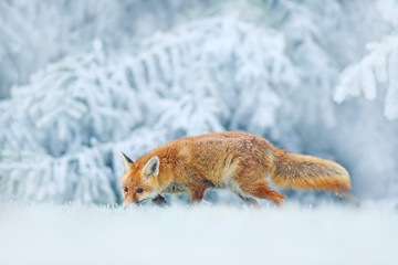 Running Red Fox, Vulpes vulpes on the grassy meadow with rime and snow. Red fix in winter condition. Wildlife scene from nature, animal behavour, Germany. Orange fur coat mammal.