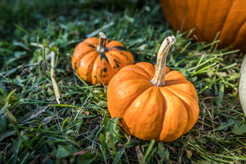 Halloween pumpkins in the fall