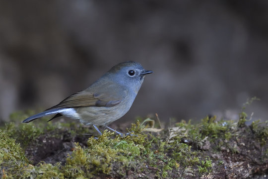 Davids Fulvetta bird china