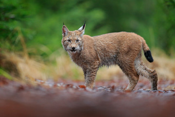 Eurasian lynx walking. Wild cat from Germany. Bobcat among the trees. Hunting carnivore in autumn grass. Lynx in green forest. Wildlife scene from nature, Czech, Europe.