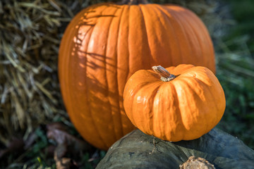 Halloween pumpkins in the fall