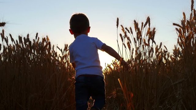 A happy child runs across the wheat field during sunset in a slow motion. The son of a farmer in the field before harvesting.