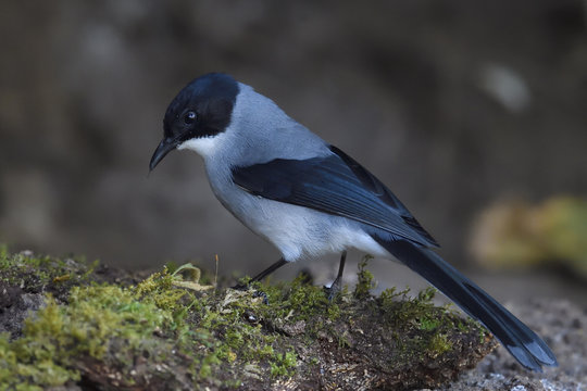 Black-headed Sibia bird