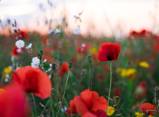 Wildflowers field sunset