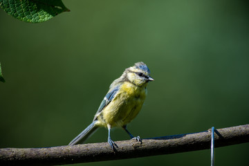 Blue tit on a branch