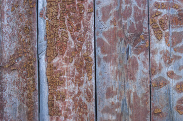 Old wood texture