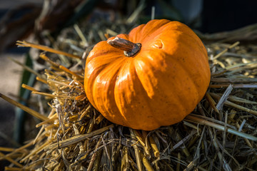 Halloween pumpkins in the fall
