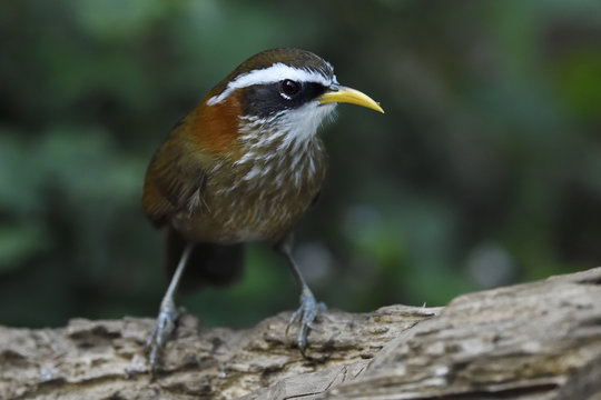Streak-breasted Scimtar-babbler bird