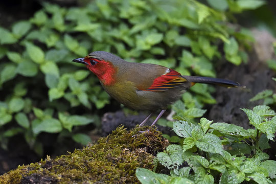 Red faced Liocichla bird china