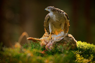 Goshawk, Accipiter gentilis, feeding on killed hare in the forest. Bird of Prey with fur catch in the nabitat. Animal behaviour, wildlife scene from nature. Goshawk in the green vegetation.