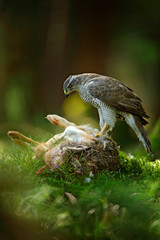 Goshawk, Accipiter gentilis, feeding on killed hare in the forest. Bird of Prey with fur catch in the nabitat. Animal behaviour, wildlife scene from nature. Goshawk in the green vegetation.