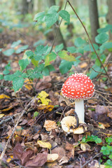 Red mushroom with white spots in the forest