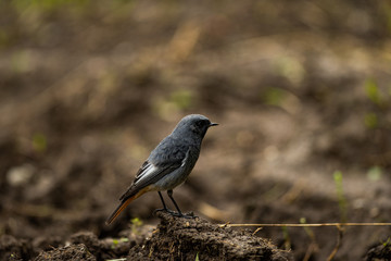 Male Black Redstart 