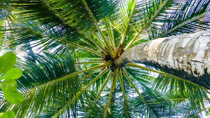 Obraz na płótnie Canvas Palm trees on a blue sky view from the bottom, Maldives.