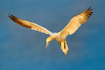 Northern gannet, detail head portrait of sea bird sitting on the nest, with dark blue sea water in...