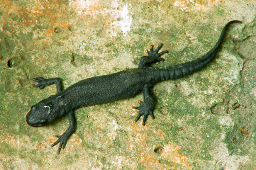 salamander on stone