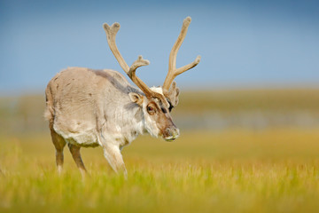 Wild animal from Norway. Reindeer, Rangifer tarandus, with massive antlers in the green grass and blue sky, Svalbard, Norway. Wildlife scene from north of Europe.