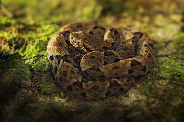Common Lancehead, Bothrops atrox, in the tropical forest. Poison animal in the dark jungle. Detail of rare snake from Trinidad. Danger animal from tropic forest. Snake hiden in the jungle.