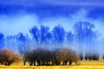 Fototapeta premium Misty Morning in Valley with Trees