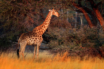 Giraffe in forest with big trees, evening light, sunset. Idyllic giraffe silhouette with evening orange sunset, Botswana, Africa.